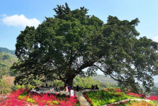 Science-based measures implemented to protect old, valuable trees