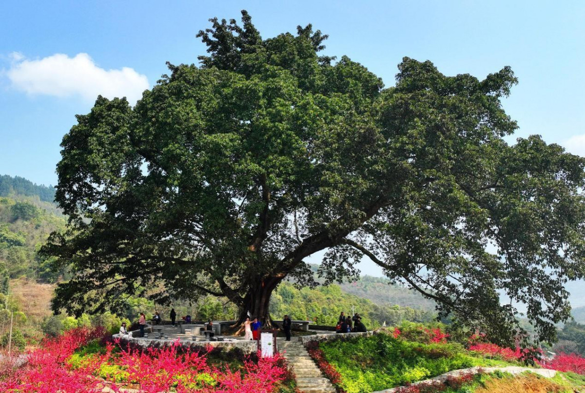 Science-based measures implemented to protect old, valuable trees