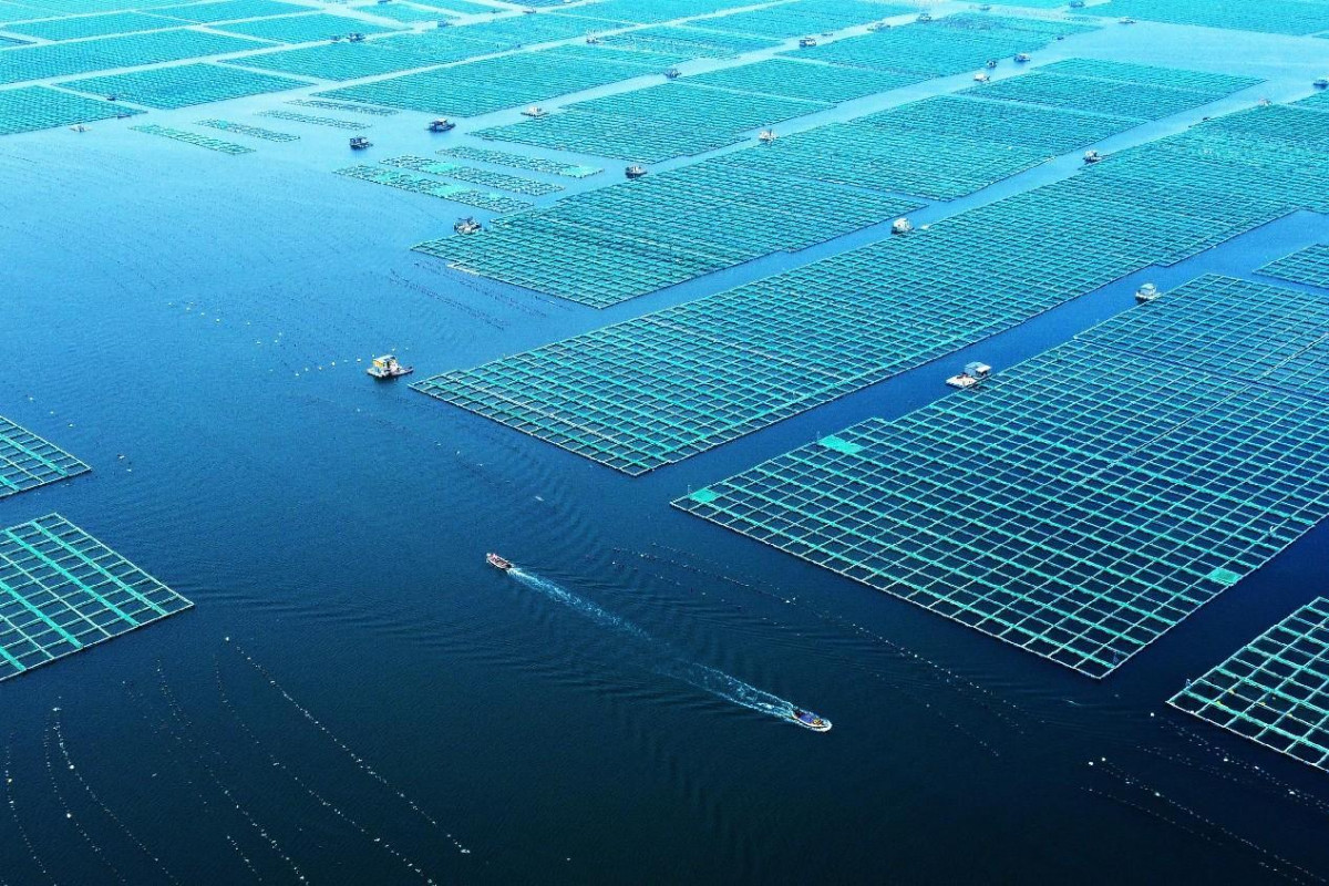 China vigorously builds marine ranches