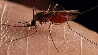 Kala-azar patients increasing in Kalikot