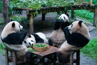 China writes splendid chapter of panda protection