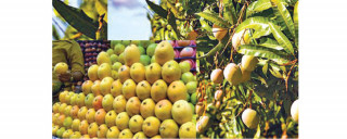 Nepali mangoes dominate market with bumper production this year