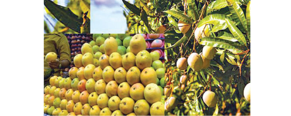 Nepali mangoes dominate market with bumper production this year