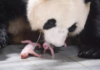 Giant pandas, envoys of harmony, friendship, inclusiveness