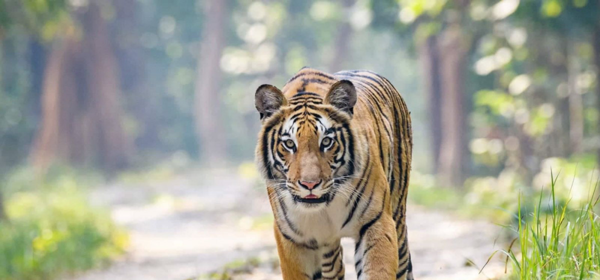 Three injured in tiger attack