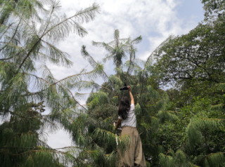 China's Yunnan sees progress in protecting plant species with extremely small populations