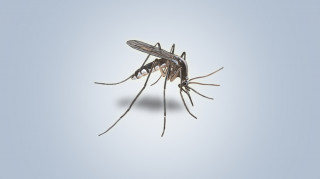 Schools closed for dengue control in Dharan