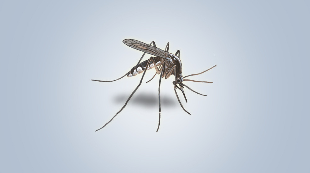 Schools closed for dengue control in Dharan