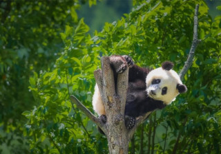 China to promote construction of Giant Panda National Park 