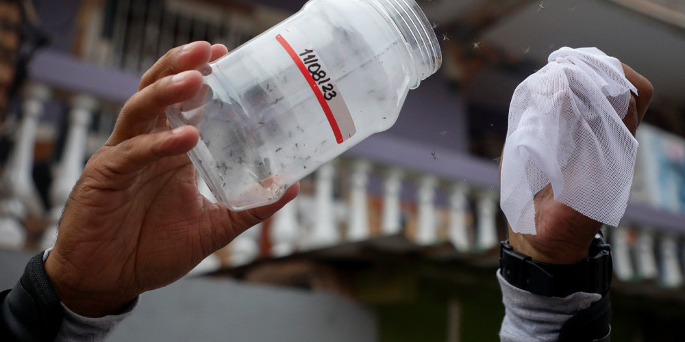 Special mosquitoes are being bred to fight dengue