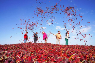 Chili pepper industry thrives in China