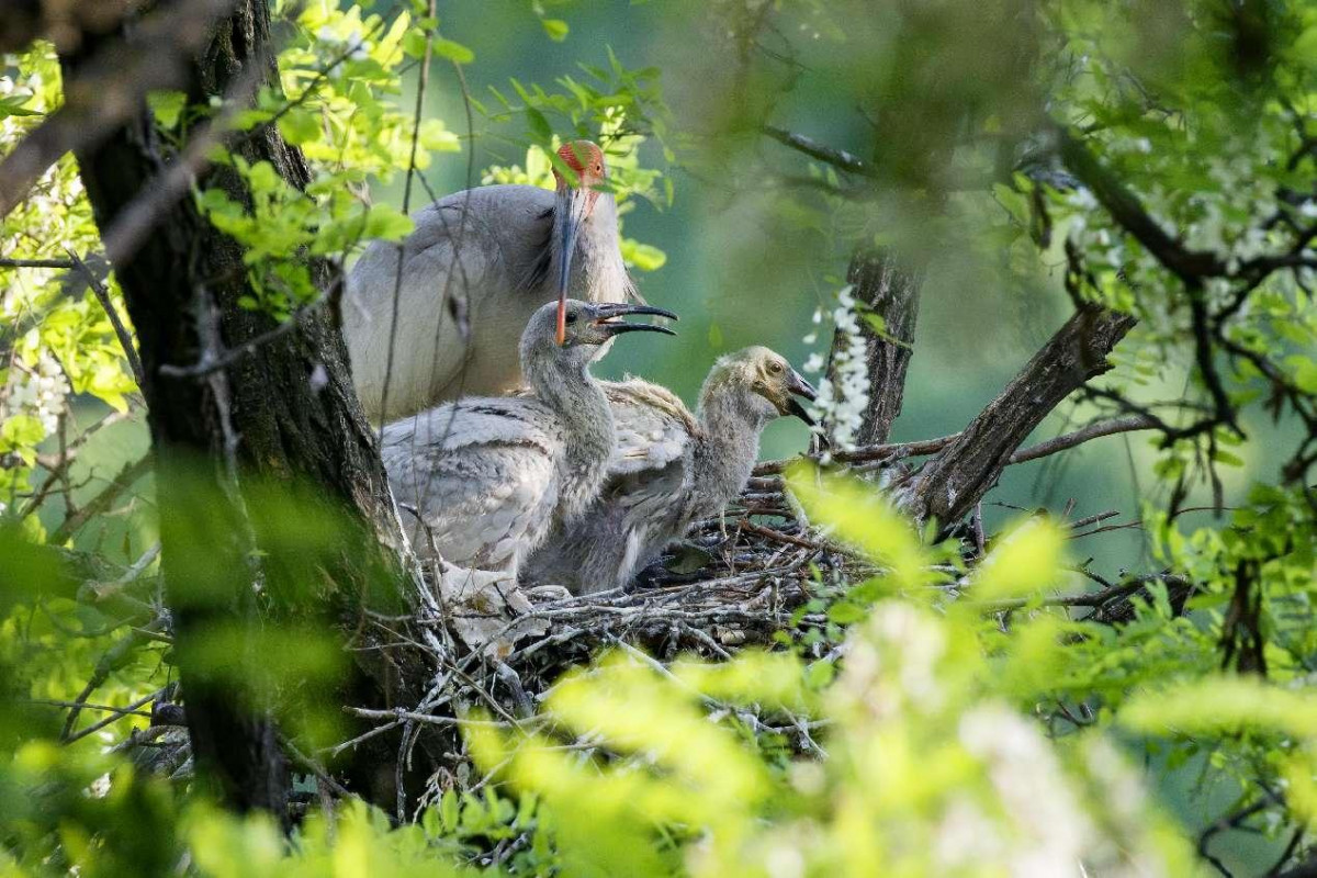 Crested ibis see growth in population, habitat area