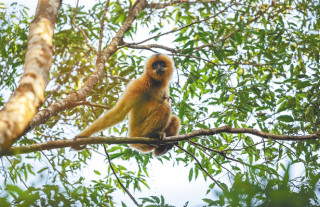 Digital technology gives leg up to ecological conservation in Hainan Tropical Rainforest National Park