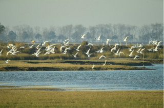 Yancheng in E China's Jiangsu makes innovation in wetland conservation