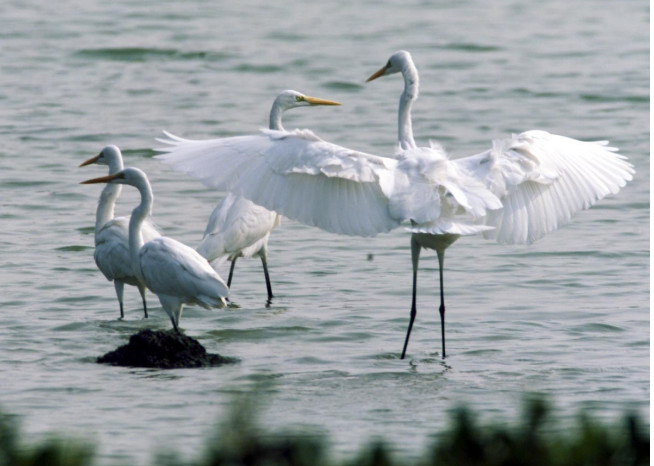 Xiamen's Yundang Lake: A Chinese practice of man-nature harmony