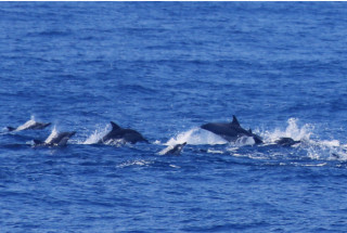 Xiamen takes multiple measures to promote harmony between human, sea