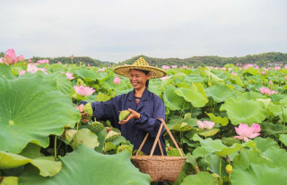 Space lotus leads county in China's Jiangxi to prosperity