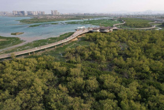 Professor at Xiamen University devotes over 40 years to mangrove conservation