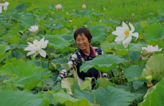 China makes big strides in space breeding