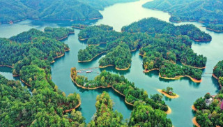 County in China embraces high-quality development of bamboo industry