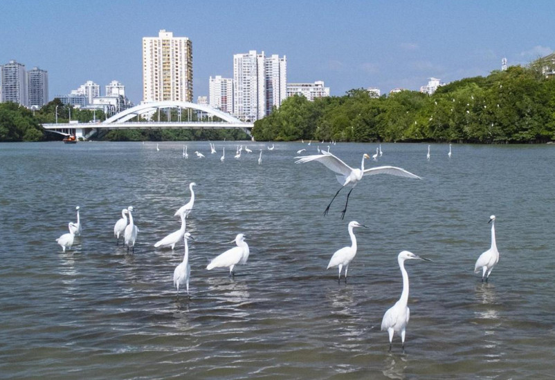 Hainan explores compensation mechanism for better conservation of rainforest