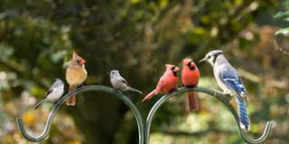 To jointly advance the conservation of 'birds of good fortune'
