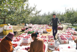 How "small apples" march into "big industry" in Yan'an