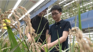 NW China's Hotan, Xinjiang explores key technologies for speed breeding