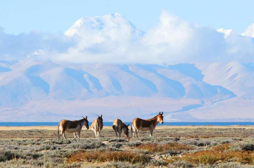 Xizang keeps enhancing efforts in ecological conservation, restoration
