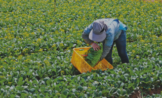 Ningxia-grown vegetables find big market in Greater Bay Area