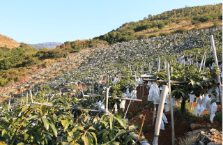 Golden mangoes fuel booming industry in Lijiang