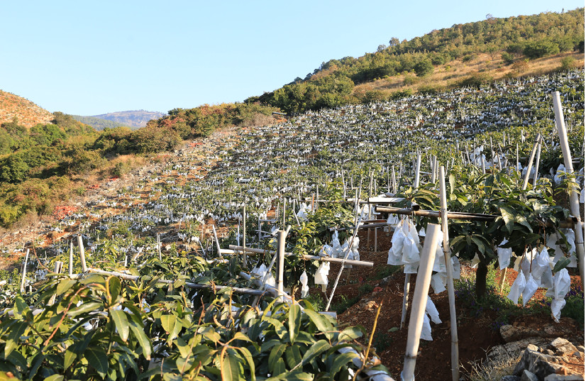 Golden mangoes fuel booming industry in Lijiang