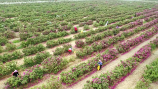 In Xinjiang's desert, roses bloom to fight sand and boost livelihoods