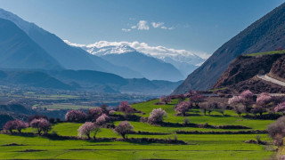 Peach blossoms in full bloom draw visitors from afar to Nyingchi, Xizang