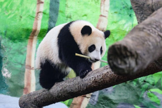 At Moscow Zoo, a panda family charms crowds and symbolizes China-Russia friendship