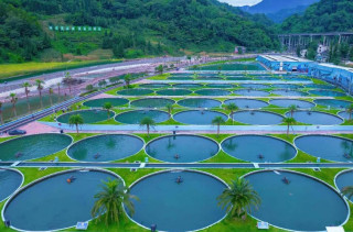 Once imported, now homegrown: China localizes world food staples