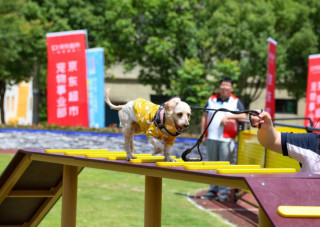 Zhejiang's Pingyang turns pet products into big business