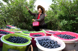 Fruit prices in China becoming more affordable