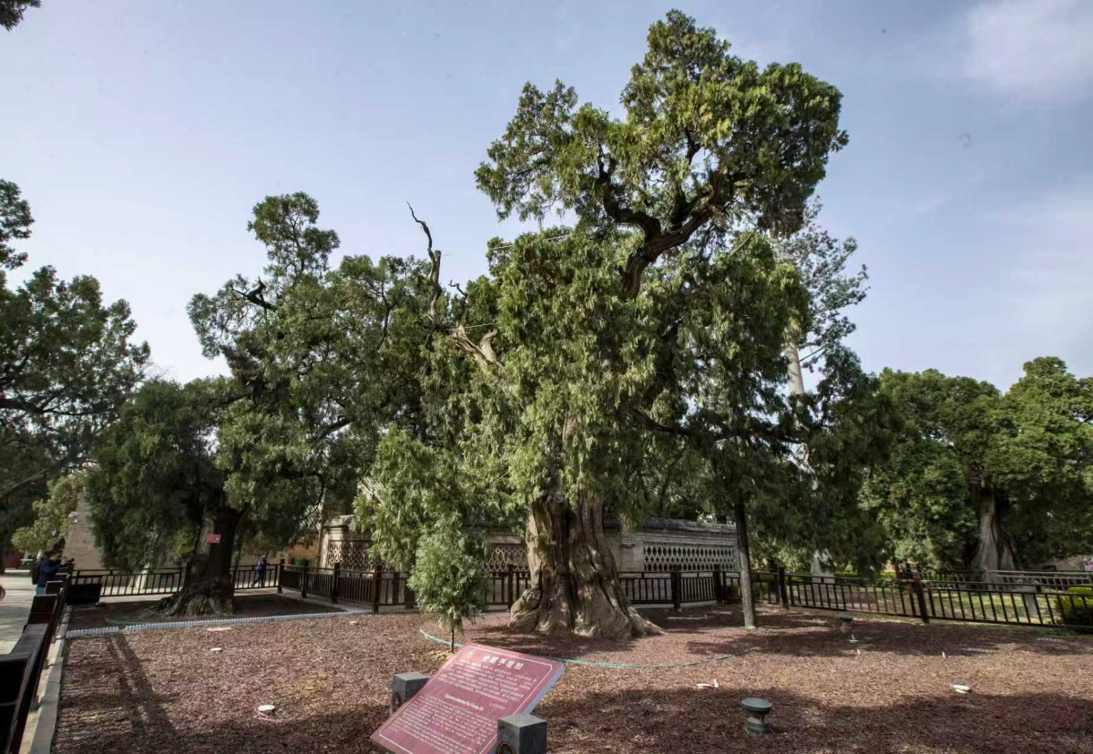 Millennium-old cypresses carry culture across generations