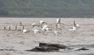 Harnessing power of water and sand: China's wisdom in managing Yellow River