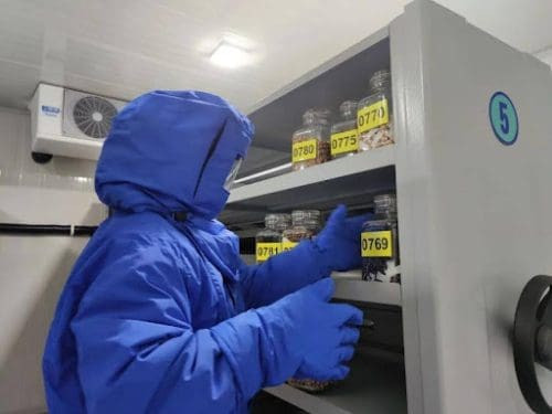 A-staff-member-of-the-National-Wild-Plant-Germplasm-Resource-Center-for-Chenshan-Botanical-Garden-puts-seeds-in-cold-storage-scaled.jpg