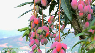 Early-season mangoes drive income growth, green development in Yuanjiang in SW China