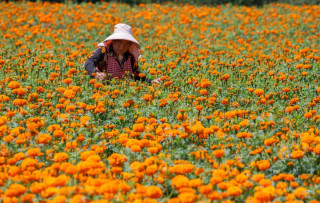Yunnan builds modern floriculture industry to drive rural prosperity