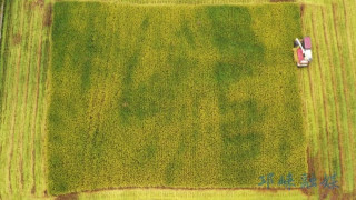 Young farmer in SW China cultivates carbon-neutral rice, contributing to China's green goals
