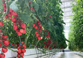 China's greenhouse technology goes global, benefiting farmers worldwide