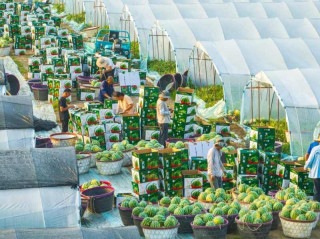 How China maintains year-round watermelon supply